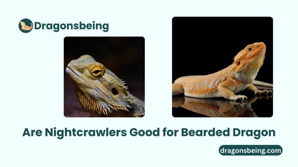 Are Nightcrawlers Good for Bearded Dragon