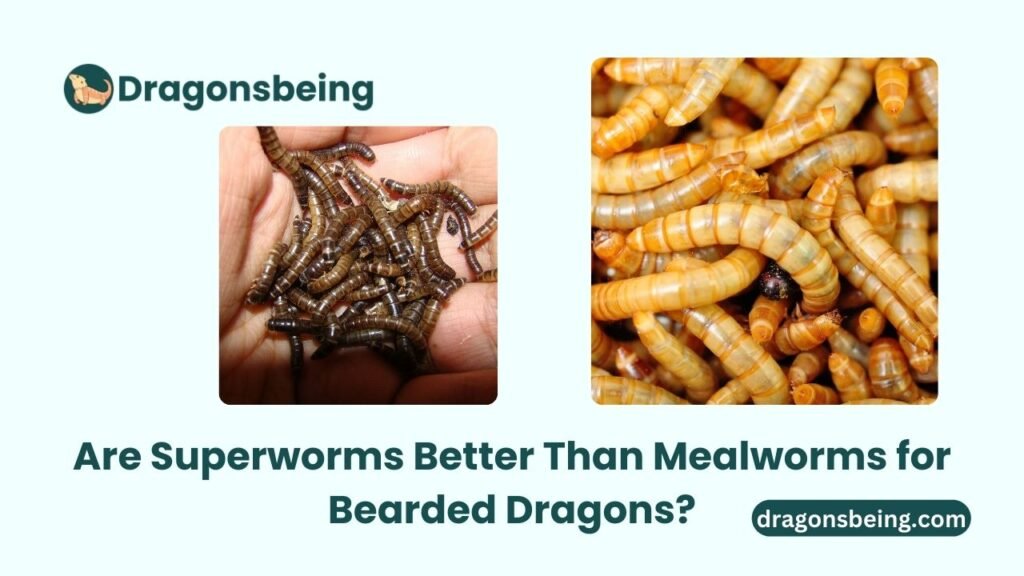 Are Superworms Better Than Mealworms for Bearded Dragons