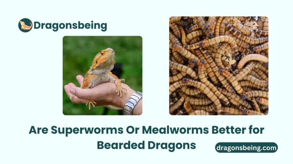 Are Superworms Or Mealworms Better for Bearded Dragons