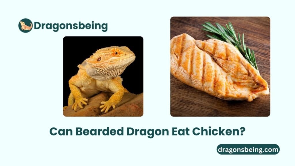 Can Bearded Dragon Eat Chicken