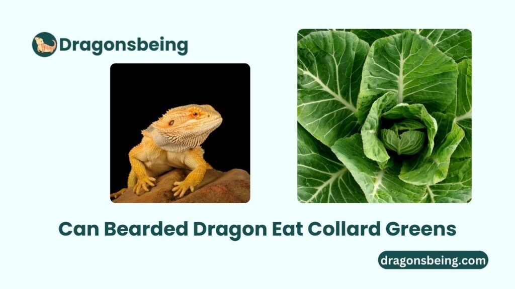 Can Bearded Dragon Eat Collard Greens