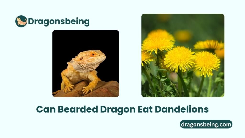 Can Bearded Dragon Eat Dandelions