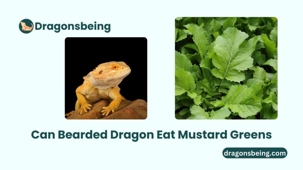 Can Bearded Dragon Eat Mustard Greens