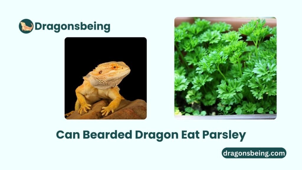 Can Bearded Dragon Eat Parsley