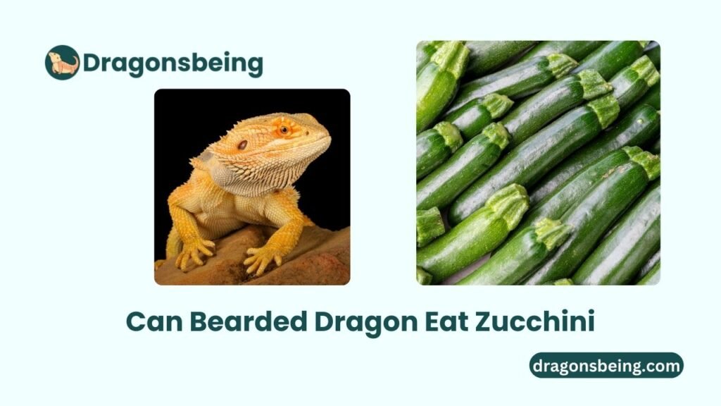 Can Bearded Dragon Eat Zucchini