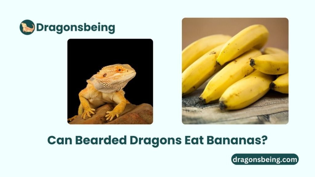 Can Bearded Dragons Eat Bananas