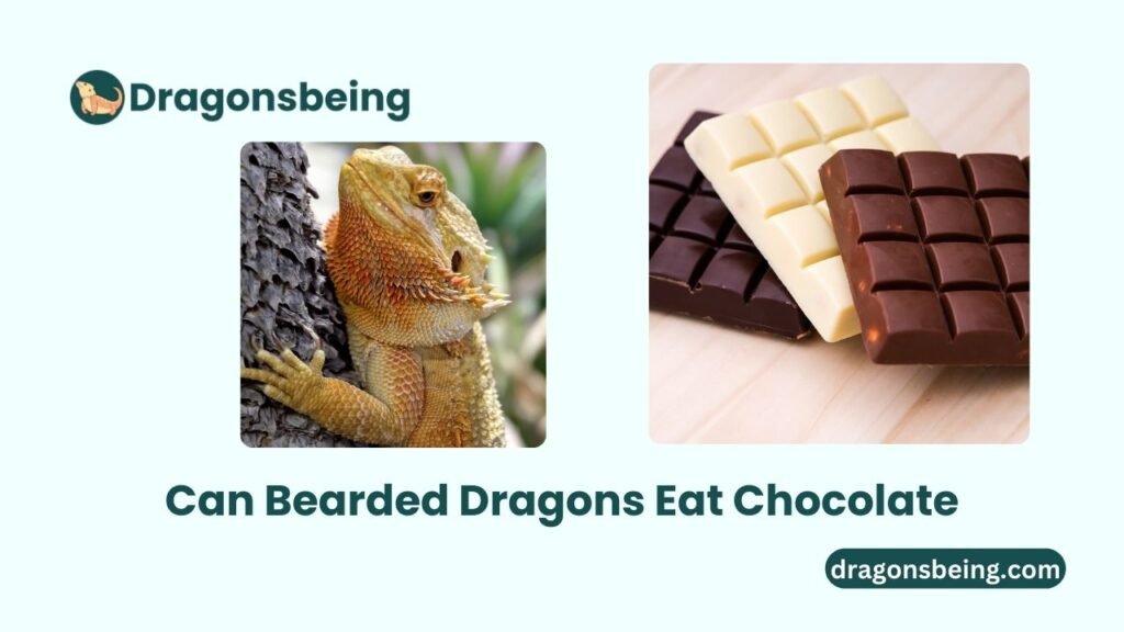 Can Bearded Dragons Eat Chocolate