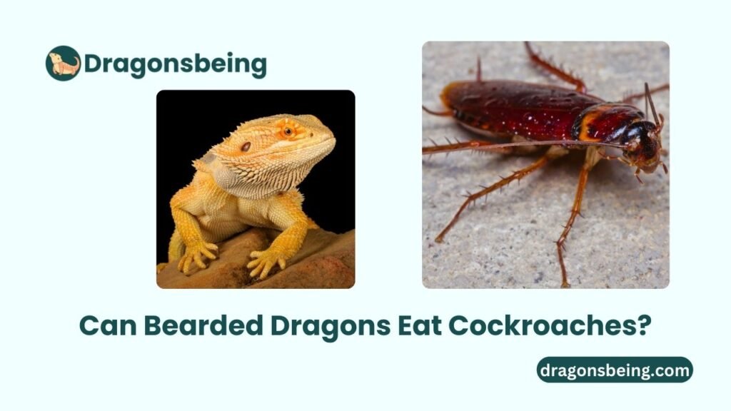 Can Bearded Dragons Eat Cockroaches