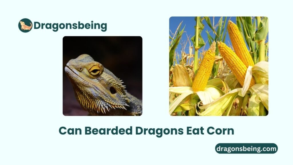 Can Bearded Dragons Eat Corn