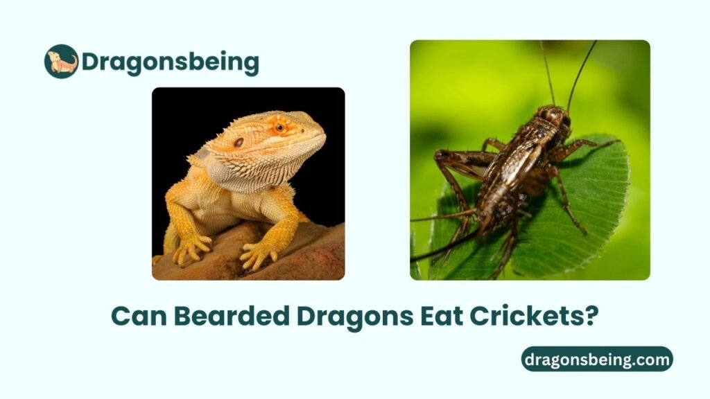 Can Bearded Dragons Eat Crickets