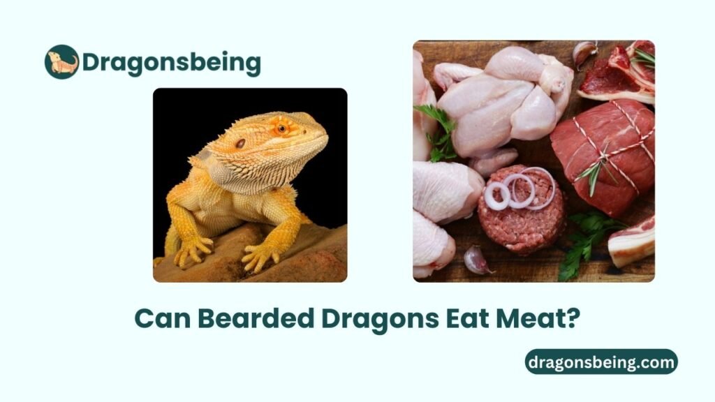 Can Bearded Dragons Eat Meat