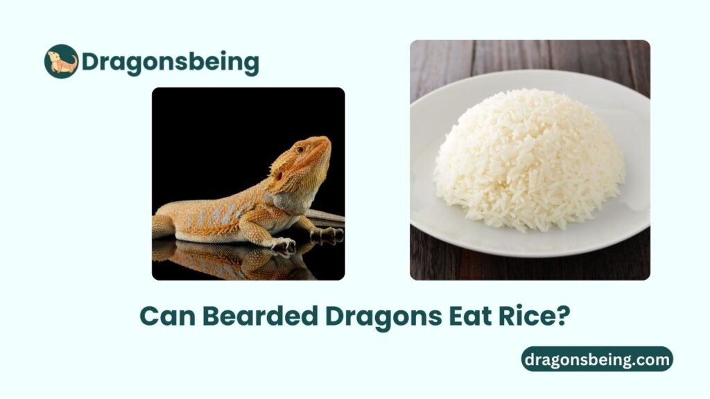 Can Bearded Dragons Eat Rice