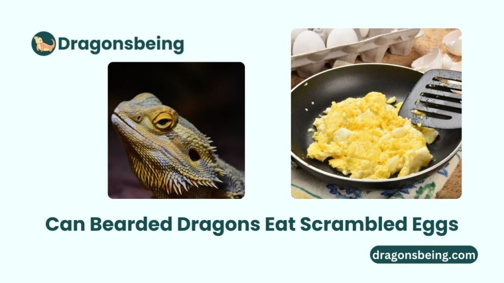 Can Bearded Dragons Eat Scrambled Eggs