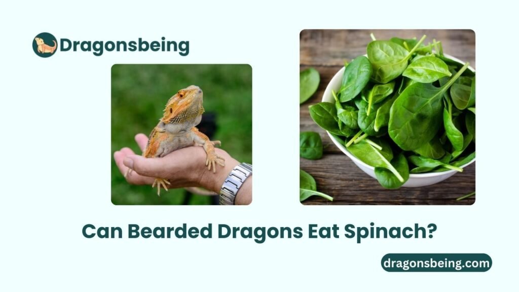 Can Bearded Dragons Eat Spinach