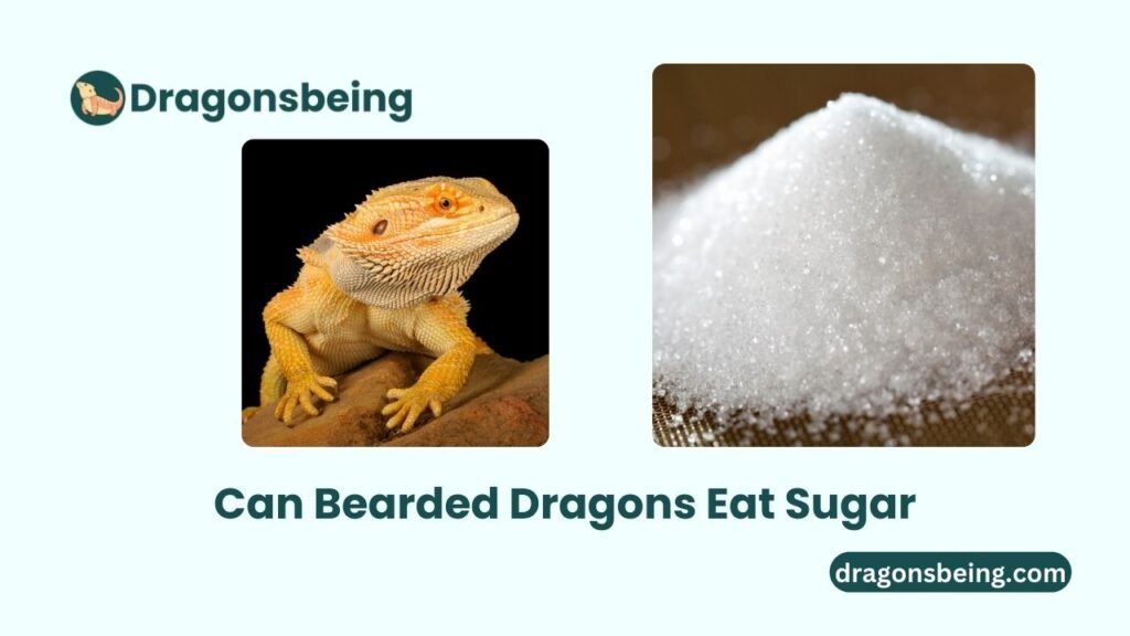 Can Bearded Dragons Eat Sugar