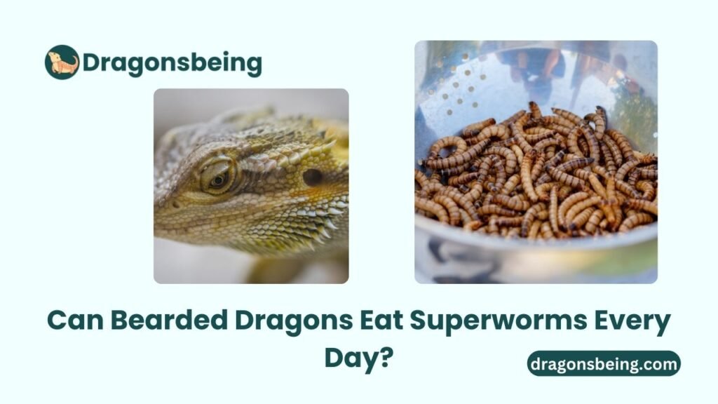 Can Bearded Dragons Eat Superworms Every Day