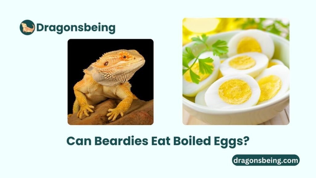 Can Beardies Eat Boiled Eggs