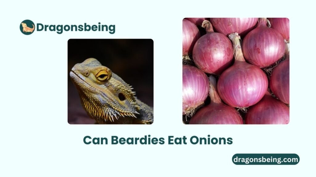 Can Beardies Eat Onions