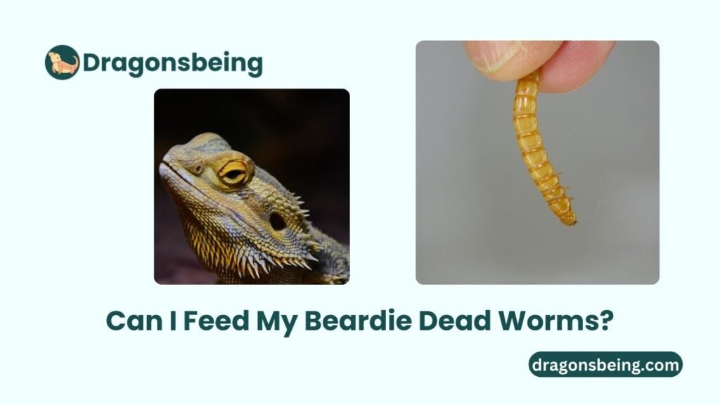 Can I Feed My Beardie Dead Worms