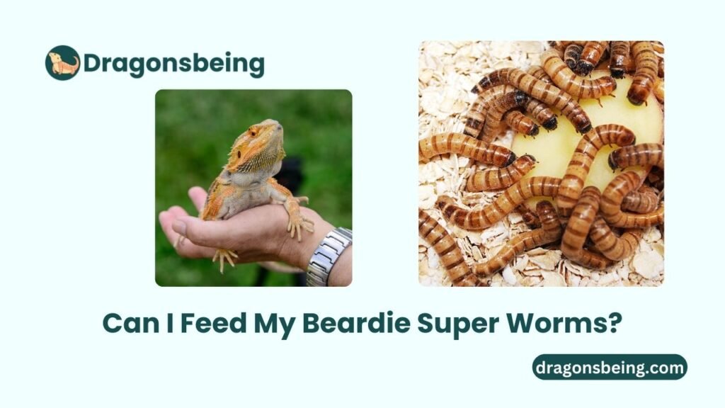 Can I Feed My Beardie Super Worms