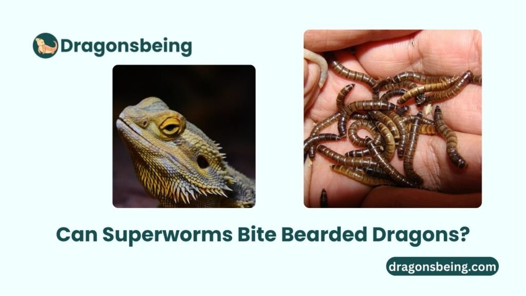 Can Superworms Bite Bearded Dragons