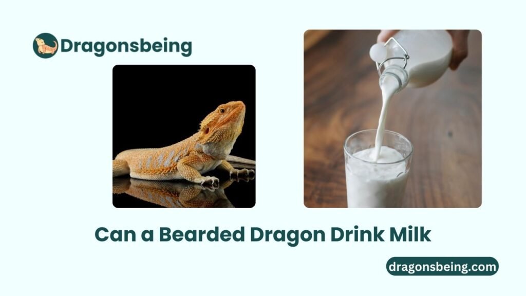 Can a Bearded Dragon Drink Milk