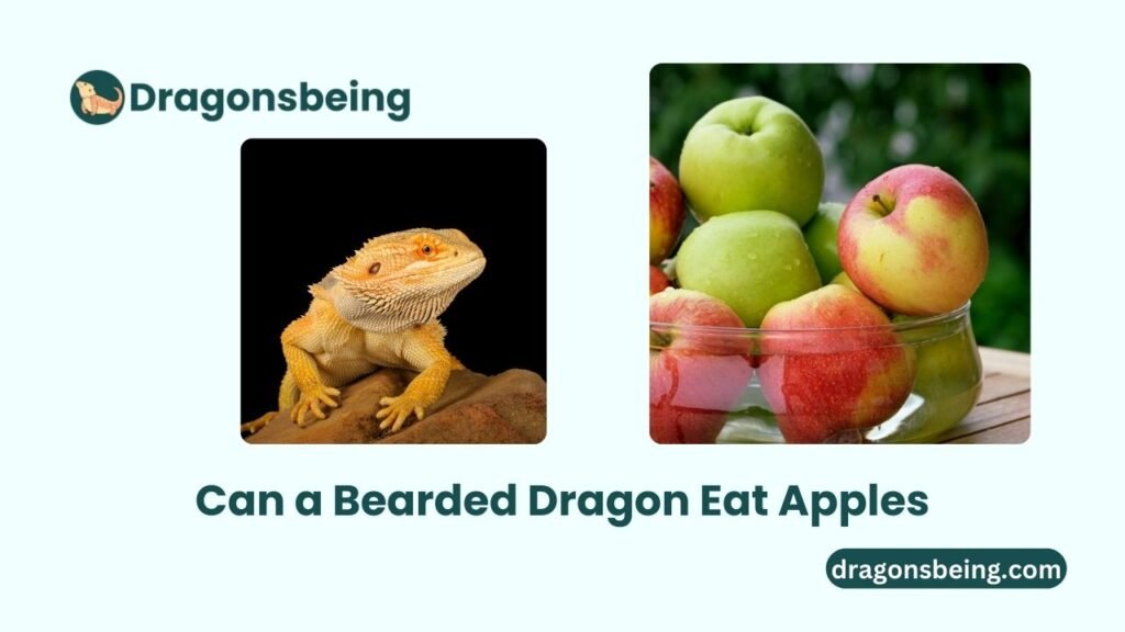 Can a Bearded Dragon Eat Apples