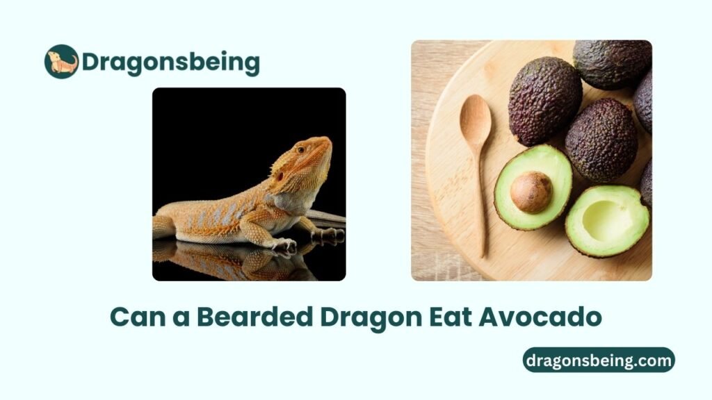 Can a Bearded Dragon Eat Avocado