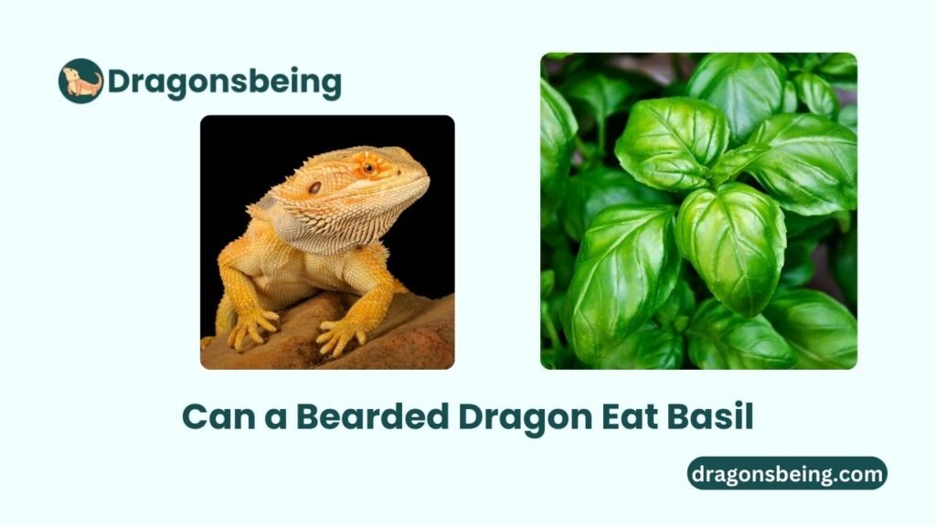 Can a Bearded Dragon Eat Basil