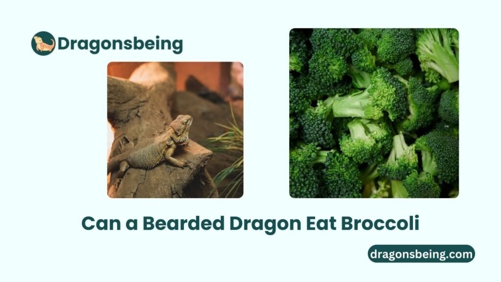 Can a Bearded Dragon Eat Broccoli