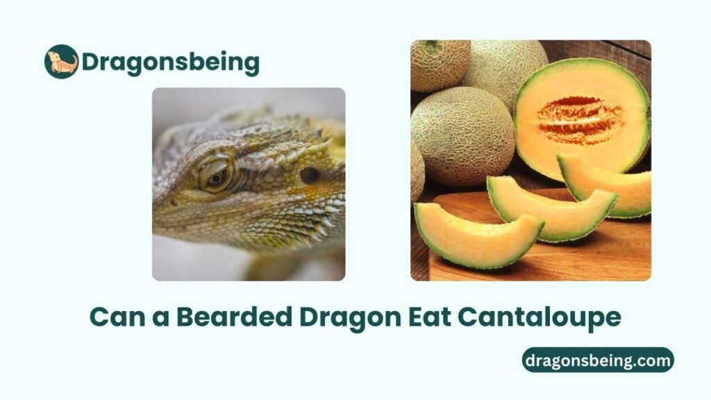 Can a Bearded Dragon Eat Cantaloupe