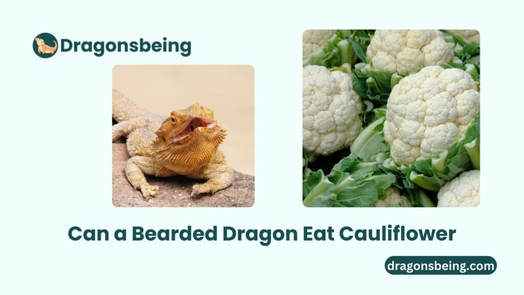 Can a Bearded Dragon Eat Cauliflower