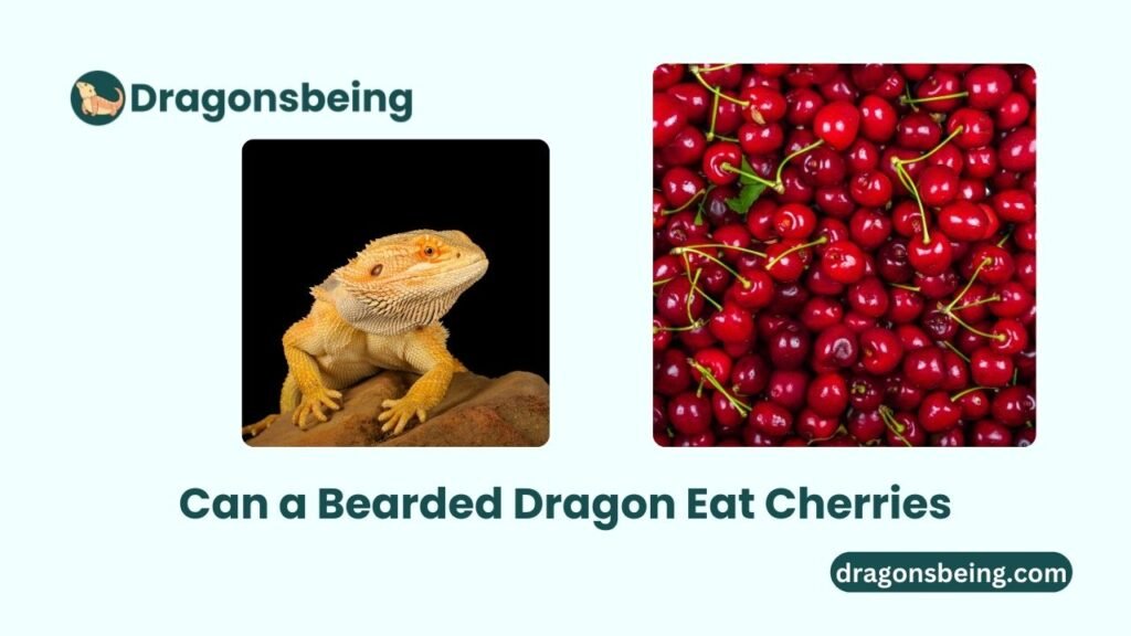 Can a Bearded Dragon Eat Cherries