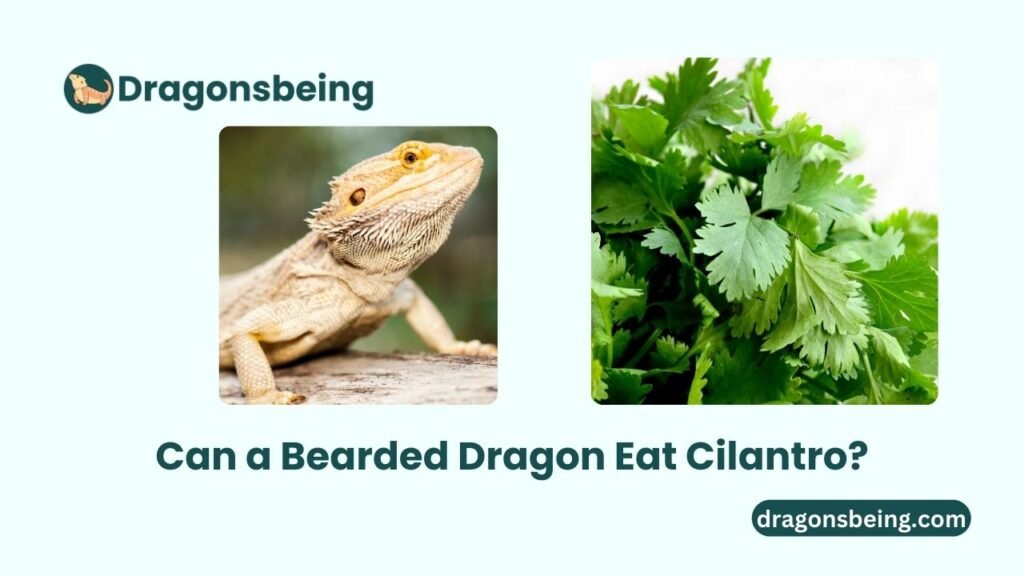 Can a Bearded Dragon Eat Cilantro