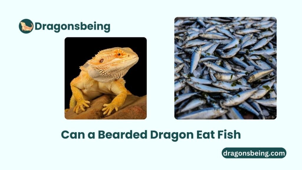 Can a Bearded Dragon Eat Fish