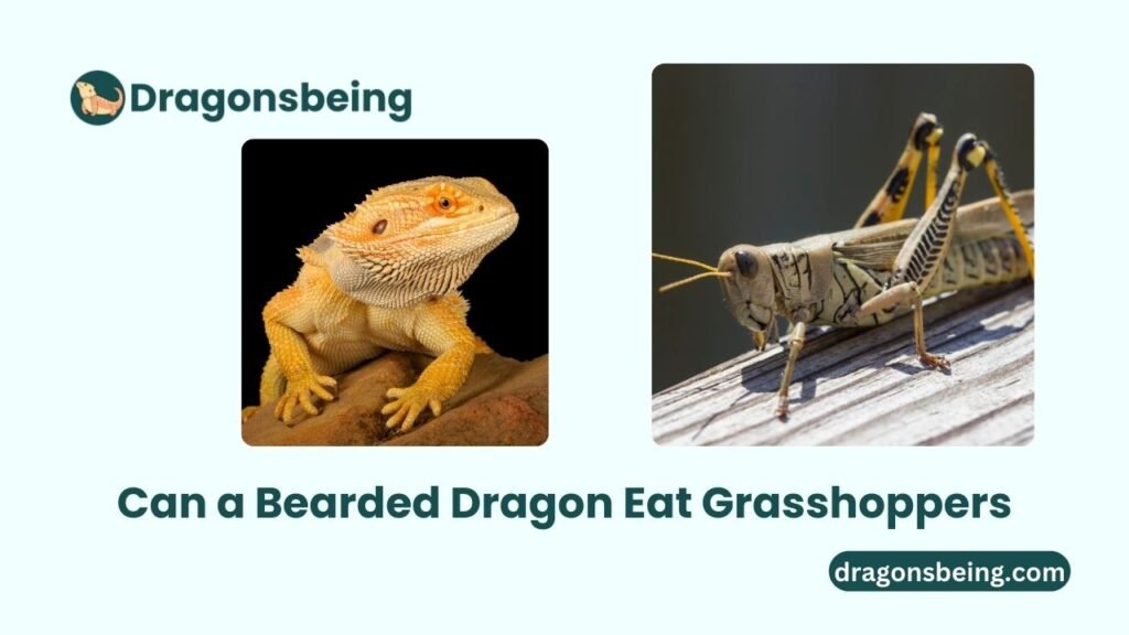 Can a Bearded Dragon Eat Grasshoppers