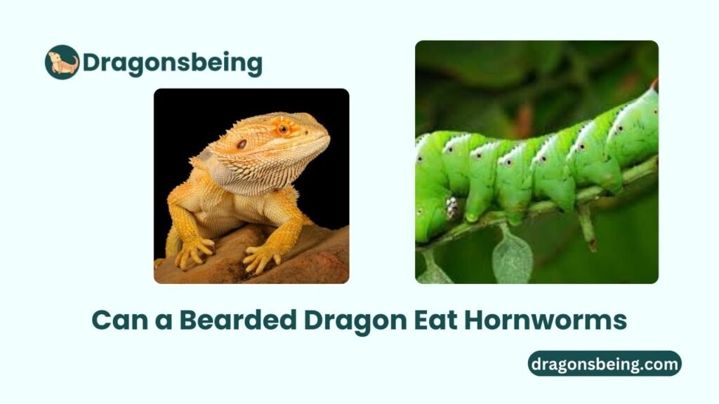 Can a Bearded Dragon Eat Hornworms