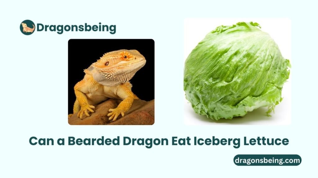 Can a Bearded Dragon Eat Iceberg Lettuce