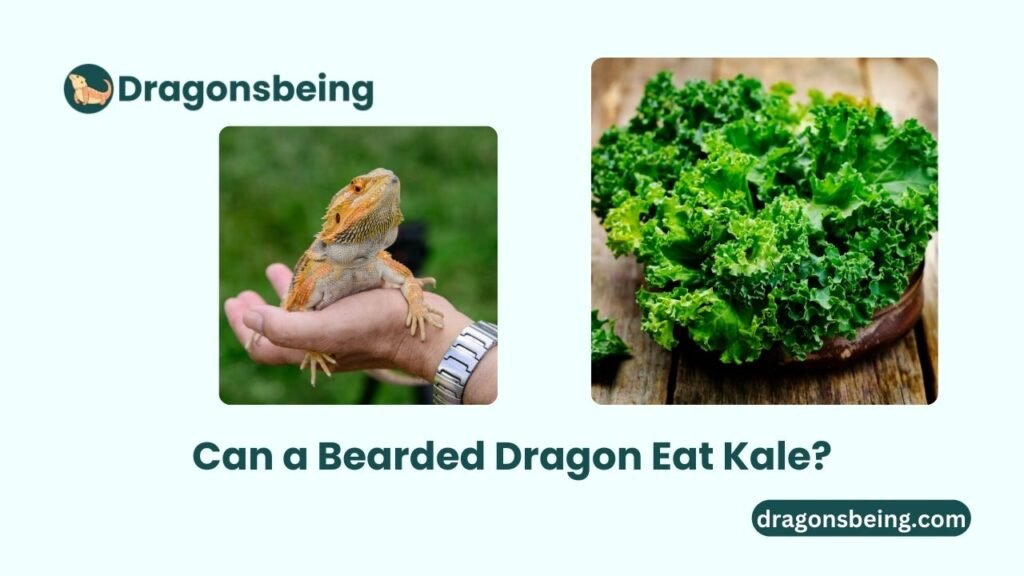 Can a Bearded Dragon Eat Kale