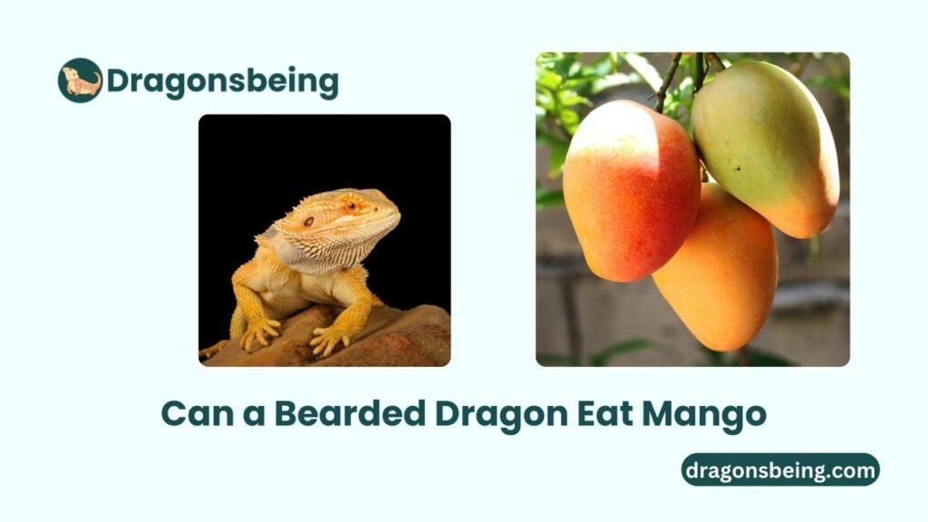 Can a Bearded Dragon Eat Mango