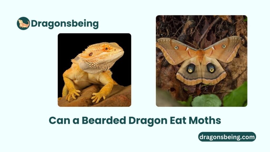 Can a Bearded Dragon Eat Moths