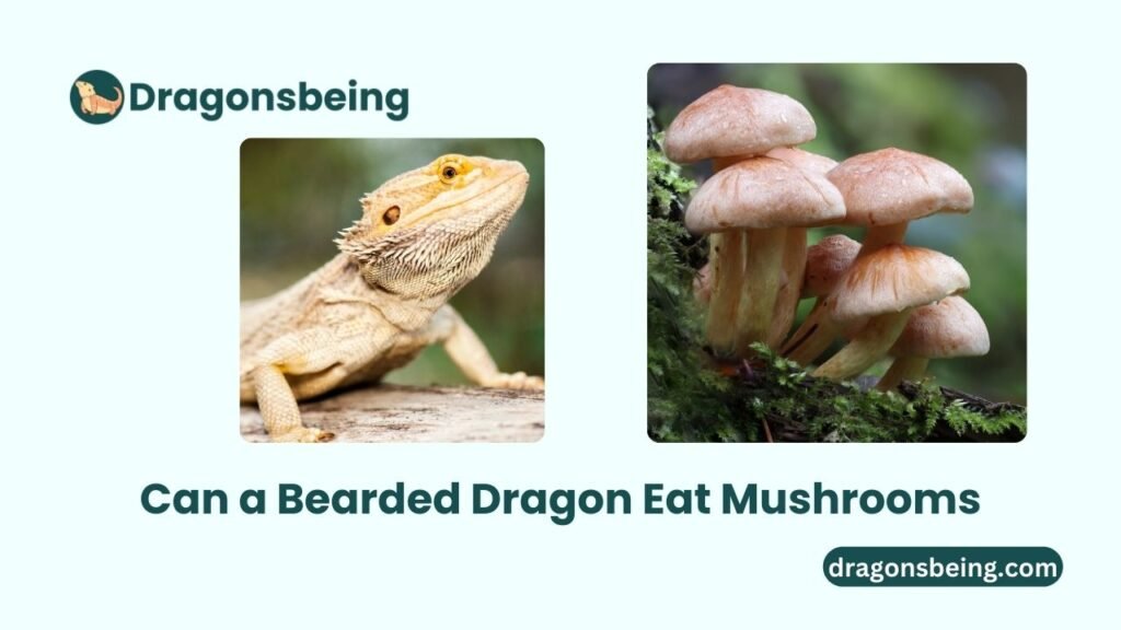 Can a Bearded Dragon Eat Mushrooms