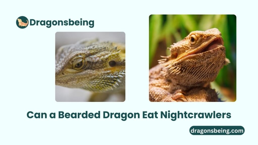 Can a Bearded Dragon Eat Nightcrawlers