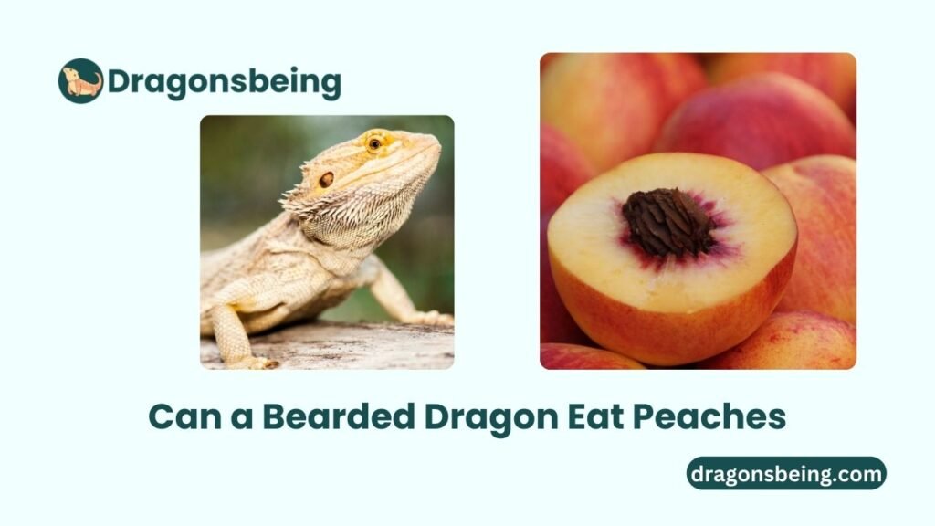 Can a Bearded Dragon Eat Peaches