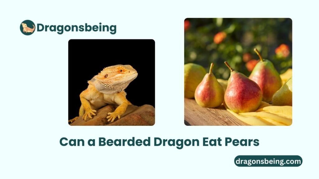 Can a Bearded Dragon Eat Pears