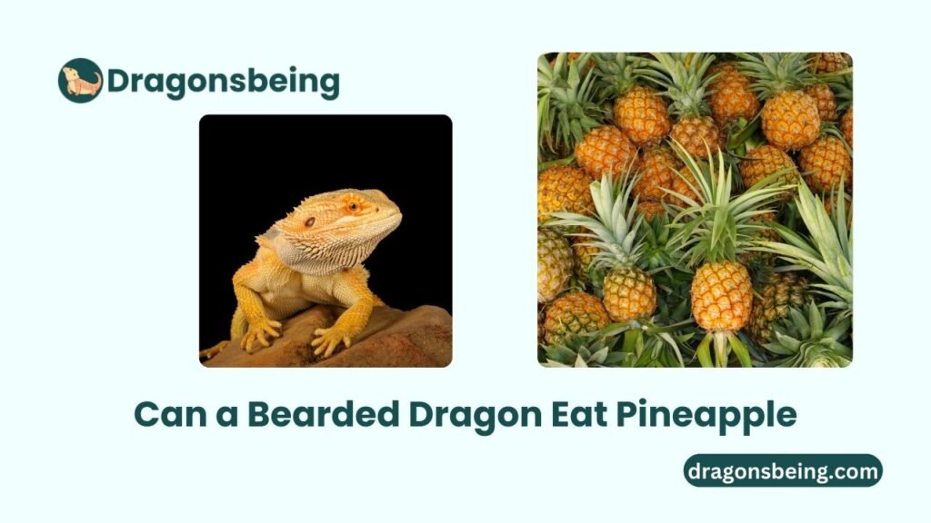 Can a Bearded Dragon Eat Pineapple