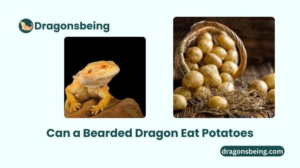 Can a Bearded Dragon Eat Potatoes