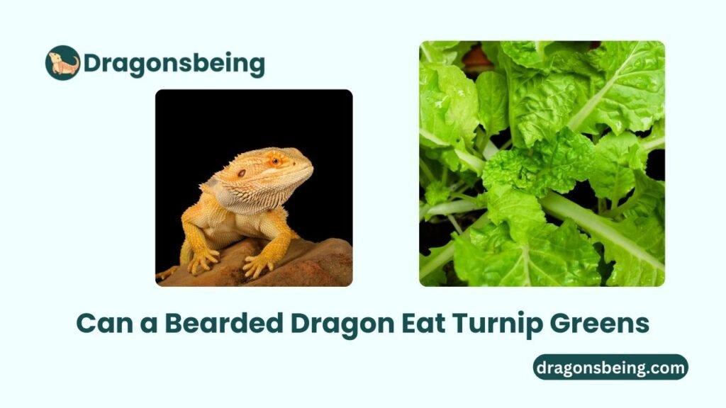 Can a Bearded Dragon Eat Turnip Greens