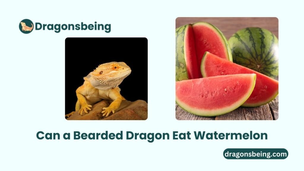 Can a Bearded Dragon Eat Watermelon