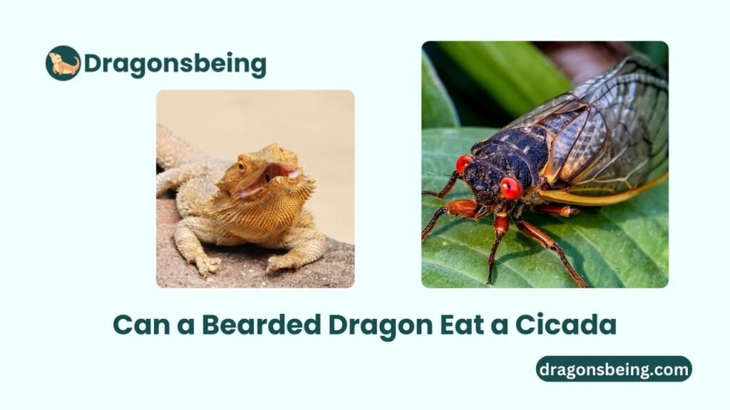 Can a Bearded Dragon Eat a Cicada